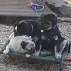 Lucy fraser - @madpugwoman - TikTok