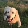 Lucy Gavin - @lucy.gavin_ - TikTok