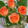Roses - @lucygraff10 - TikTok