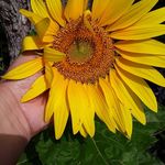 Lucy Grimsley Hidalgo - @greeneyetexan - Instagram