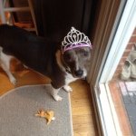 Lucy Gross - @lucylove_puppy - Instagram