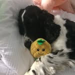 Lucy Guest - @lucy_dog_2.0 - Instagram