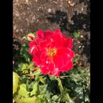 Lucy Guest - Facebook