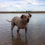 Lucy Hahn - @louthemountainheeler - Instagram