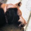 Charlotte Oneil  - @lucy.hammond276 - TikTok