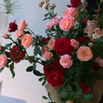 Lucy Han - @dear.my_roses_atelier - Instagram
