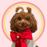 Lucy Han 🧸🌸 - @toypoodlelucyhan - Instagram
