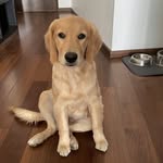 Lucy Bustani Haro - @nikky_goldenret - Instagram