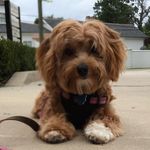Lucy Hebert - @lucy.the.yorkipoo - Instagram