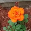 Lucy Hebert - @lucy.hebert - TikTok