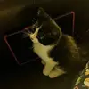 Lucy Herbert - @lucyherbert3 - TikTok