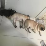Violento, Lucy e Hofmann - @os_caess - Instagram