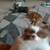 Lucy_Holbrook - @lucy_holbrook - TikTok
