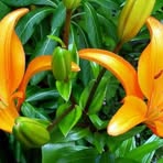 Lucy Huerta - Facebook