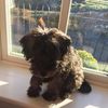Lucy Ireland - @lucyxireland - TikTok