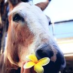 lucy ireland urig - @pj.thedonkey - Instagram