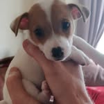 Teddy - @lucyireland903 - Instagram