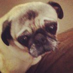 Lucy Mae Irwin - @lula_bell_dapug - Instagram