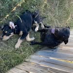 Graycee - @_lucy_jasper_ - Instagram