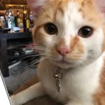 Jasper, Lucy And Smudge - @jasper.lucy.smudge - Instagram