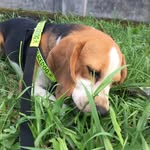 Lucy & Jasper - @lucyjasperthebeagle - Instagram