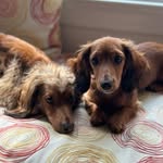 Lucy & Jasper - @longjawnsofphilly - Instagram