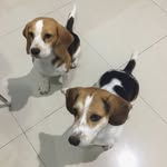 Lucy , Jasper and the gang - @beagle_lucyandjasper - Instagram