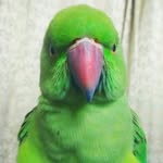 Lucy and Jasper - @the_green_enchantress - Instagram