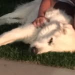 Lucy, Beast/tai, And Jasper - @lucy_jasper_tye - Instagram