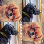 🌻lucy und Jasper🌻 - @lucy_jasper_dogs - Instagram