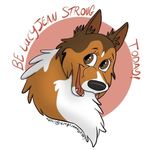 Lucy / Dolly the Collie - @lucy_jean_the_collie - Instagram