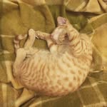 Lucy Jefferson - @lucyjaffacakes - Instagram