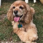 lucy kelley - @lucy_thecockerspaniel - Instagram