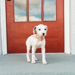 Lucy Kelley The Dalmatian - @the_dalmatian_lucy - Instagram