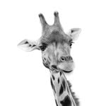 Award Winning Hand Drawn Animal Artwork By Artist Lucy Kendall - @sharealittlefrankie - Instagram
