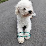 🐾Lucy🐾 + 🤗Kornelia🤗 - @lucy.kornelia - Instagram