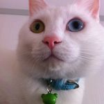 Lucy Korn - @ronniekonno - Instagram