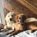 Lucy And Cupcake Kramer - @lucyandcupcake - Instagram