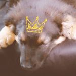 lucy kramer - @maya.der.dumme.hund - Instagram