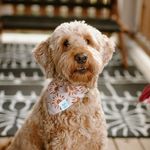 Lucy Kramer - @luce_thegoldengoose - Instagram
