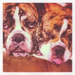 Lucy & Lacey - @lucylaceybulldogs - Instagram