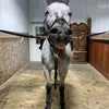 Lucy & Lacey - @lucys.horse.girls.spamz - TikTok