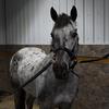 Lucy & Lacey - @lacey.equestrain - TikTok