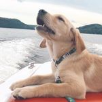 Lucy Lake - Goldador - @lucy.lake_ - Instagram