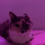 Lucylang🫶🏻 - @lucy._.furrr - Instagram