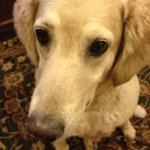 Lucy Lange - @lucy_the_dog1232 - Instagram