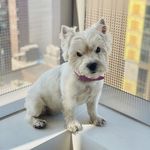 Lucy Lange the Westie - @everybodyloveslucylange - Instagram