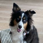 Lucy the Aussie - @lucylangefeld - Instagram