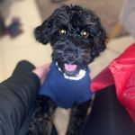 lucy langford - @lucyslittlepaws - Instagram