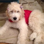 Lucy Langston - @lucylangston.thedoodle - Instagram